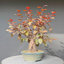 Lade das Bild in den Galerie-Viewer, Blutpflaume / Prunus cerasifera nigra
