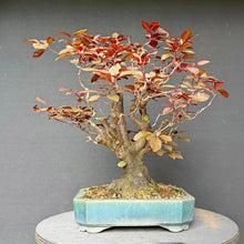 Lade das Bild in den Galerie-Viewer, Blutpflaume / Prunus cerasifera nigra
