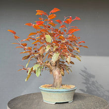 Lade das Bild in den Galerie-Viewer, Blutpflaume / Prunus cerasifera nigra
