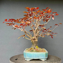 Lade das Bild in den Galerie-Viewer, Blutpflaume / Prunus cerasifera nigra
