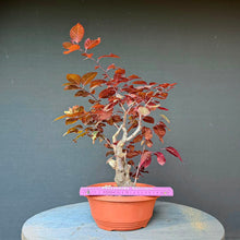 Lade das Bild in den Galerie-Viewer, Blutpflaume / Prunus cerasifera nigra

