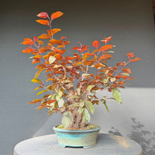 Lade das Bild in den Galerie-Viewer, Blutpflaume / Prunus cerasifera nigra
