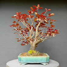 Lade das Bild in den Galerie-Viewer, Blutpflaume / Prunus cerasifera nigra
