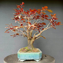 Lade das Bild in den Galerie-Viewer, Blutpflaume / Prunus cerasifera nigra
