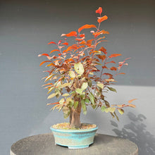 Lade das Bild in den Galerie-Viewer, Blutpflaume / Prunus cerasifera nigra
