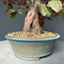 Lade das Bild in den Galerie-Viewer, Blutpflaume / Prunus cerasifera nigra
