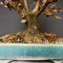 Lade das Bild in den Galerie-Viewer, Blutpflaume / Prunus cerasifera nigra
