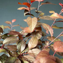 Lade das Bild in den Galerie-Viewer, Blutpflaume / Prunus cerasifera nigra
