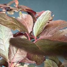 Lade das Bild in den Galerie-Viewer, Blutpflaume / Prunus cerasifera nigra
