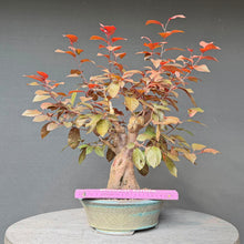 Lade das Bild in den Galerie-Viewer, Blutpflaume / Prunus cerasifera nigra
