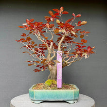 Lade das Bild in den Galerie-Viewer, Blutpflaume / Prunus cerasifera nigra
