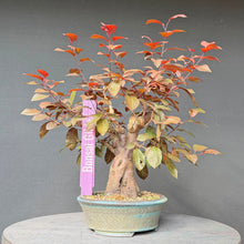 Lade das Bild in den Galerie-Viewer, Blutpflaume / Prunus cerasifera nigra
