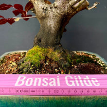 Lade das Bild in den Galerie-Viewer, Blutpflaume / Prunus cerasifera nigra
