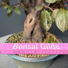 Lade das Bild in den Galerie-Viewer, Blutpflaume / Prunus cerasifera nigra
