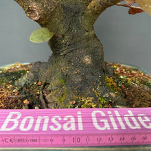 Lade das Bild in den Galerie-Viewer, Blutpflaume / Prunus cerasifera nigra
