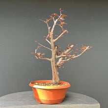 Lade das Bild in den Galerie-Viewer, Bonsai Blutpflaume / Prunus cerasifera nigra
