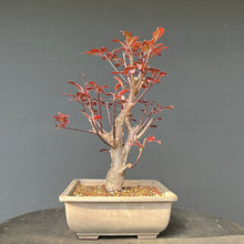 Lade das Bild in den Galerie-Viewer, Bonsai Blutpflaume / Prunus cerasifera nigra
