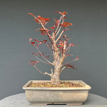 Lade das Bild in den Galerie-Viewer, Bonsai Blutpflaume / Prunus cerasifera nigra
