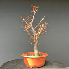 Lade das Bild in den Galerie-Viewer, Bonsai Blutpflaume / Prunus cerasifera nigra
