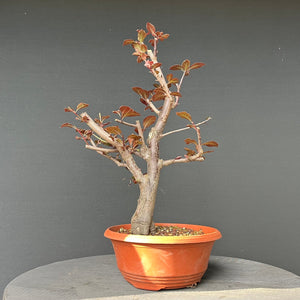 Bonsai Blutpflaume / Prunus cerasifera nigra