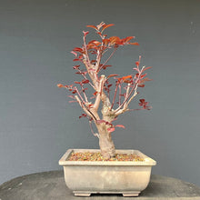 Lade das Bild in den Galerie-Viewer, Bonsai Blutpflaume / Prunus cerasifera nigra
