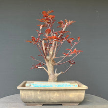 Lade das Bild in den Galerie-Viewer, Bonsai Blutpflaume / Prunus cerasifera nigra
