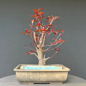 Bonsai Blutpflaume / Prunus cerasifera nigra