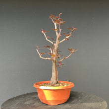 Lade das Bild in den Galerie-Viewer, Bonsai Blutpflaume / Prunus cerasifera nigra
