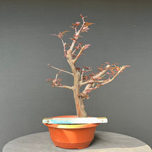 Lade das Bild in den Galerie-Viewer, Bonsai Blutpflaume / Prunus cerasifera nigra
