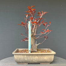 Lade das Bild in den Galerie-Viewer, Bonsai Blutpflaume / Prunus cerasifera nigra
