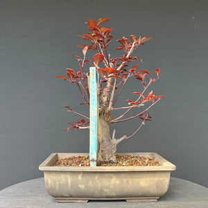 Bonsai Blutpflaume / Prunus cerasifera nigra