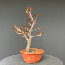 Lade das Bild in den Galerie-Viewer, Bonsai Blutpflaume / Prunus cerasifera nigra
