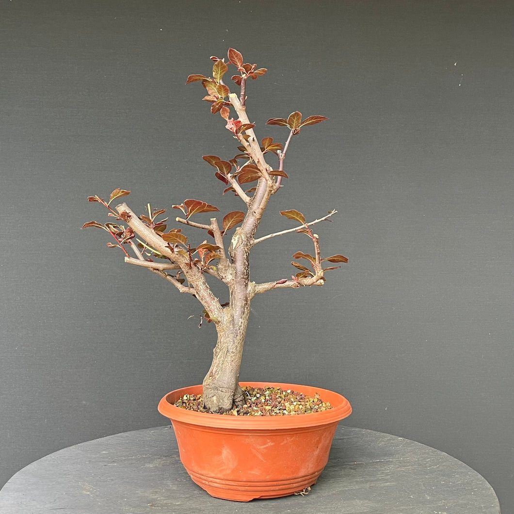 Bonsai Blutpflaume / Prunus cerasifera nigra