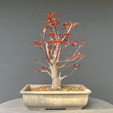 Lade das Bild in den Galerie-Viewer, Bonsai Blutpflaume / Prunus cerasifera nigra
