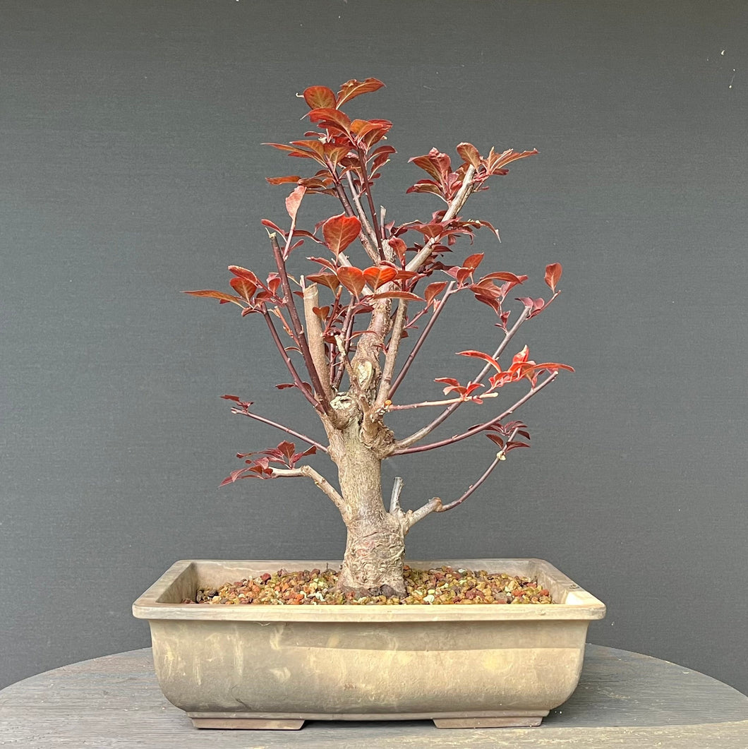 Bonsai Blutpflaume / Prunus cerasifera nigra