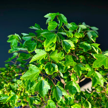 Lade das Bild in den Galerie-Viewer, Dreispitz-Ahorn / Acer buergerianum
