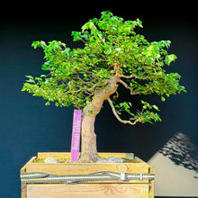 Lade das Bild in den Galerie-Viewer, Dreispitz-Ahorn / Acer buergerianum
