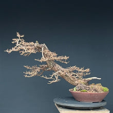 Lade das Bild in den Galerie-Viewer, Europäische Lärche / Larix Decidua
