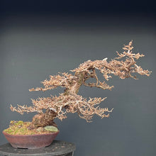 Lade das Bild in den Galerie-Viewer, Europäische Lärche / Larix Decidua
