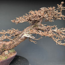 Lade das Bild in den Galerie-Viewer, Europäische Lärche / Larix Decidua
