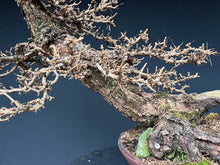 Lade das Bild in den Galerie-Viewer, Europäische Lärche / Larix Decidua
