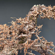 Lade das Bild in den Galerie-Viewer, Europäische Lärche / Larix Decidua
