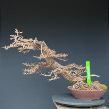 Lade das Bild in den Galerie-Viewer, Europäische Lärche / Larix Decidua
