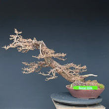 Lade das Bild in den Galerie-Viewer, Europäische Lärche / Larix Decidua

