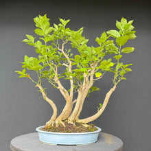 Lade das Bild in den Galerie-Viewer, Europäisches Pfaffenhütchen / Euonymus europaeus
