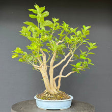 Lade das Bild in den Galerie-Viewer, Europäisches Pfaffenhütchen / Euonymus europaeus
