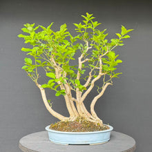Lade das Bild in den Galerie-Viewer, Europäisches Pfaffenhütchen / Euonymus europaeus
