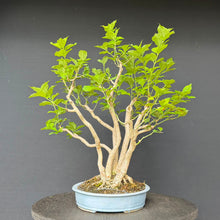 Lade das Bild in den Galerie-Viewer, Europäisches Pfaffenhütchen / Euonymus europaeus
