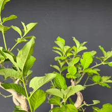 Lade das Bild in den Galerie-Viewer, Europäisches Pfaffenhütchen / Euonymus europaeus
