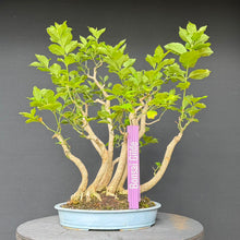 Lade das Bild in den Galerie-Viewer, Europäisches Pfaffenhütchen / Euonymus europaeus
